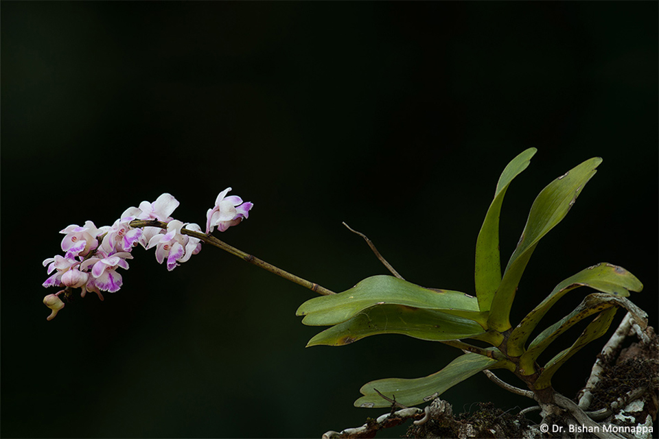 Aerides