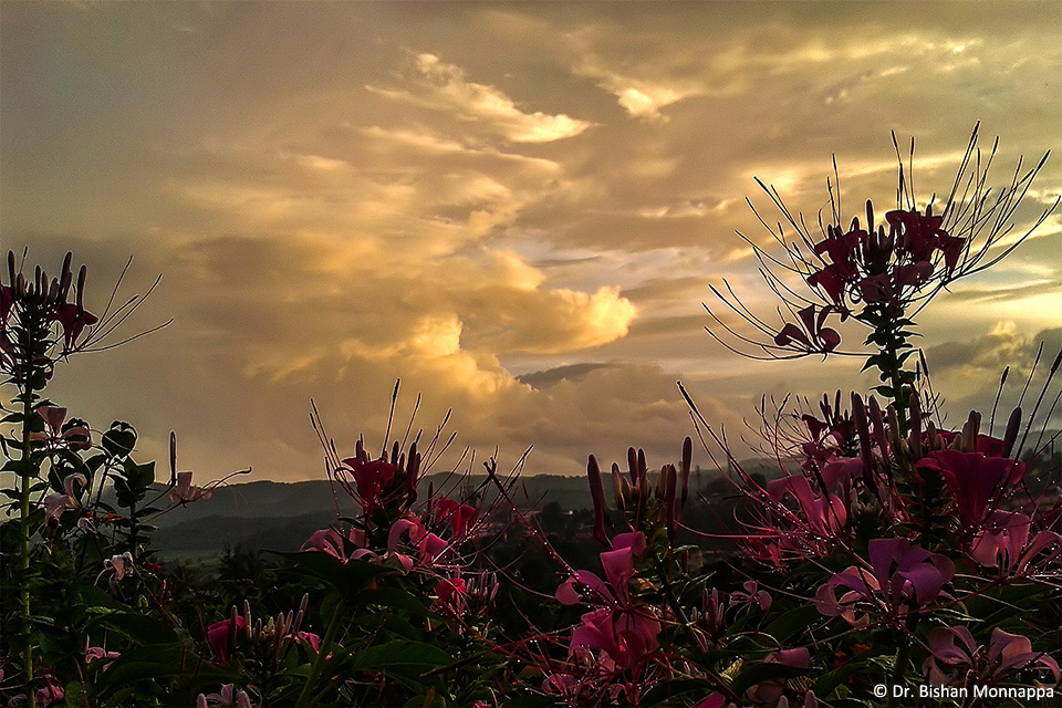 Cleome