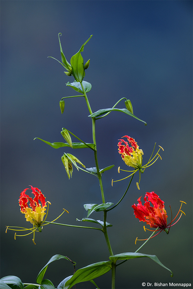 Gloriosa-superba-small