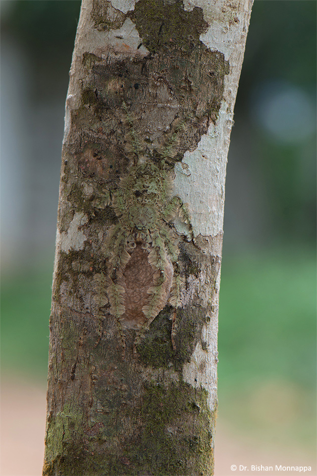 Lichen