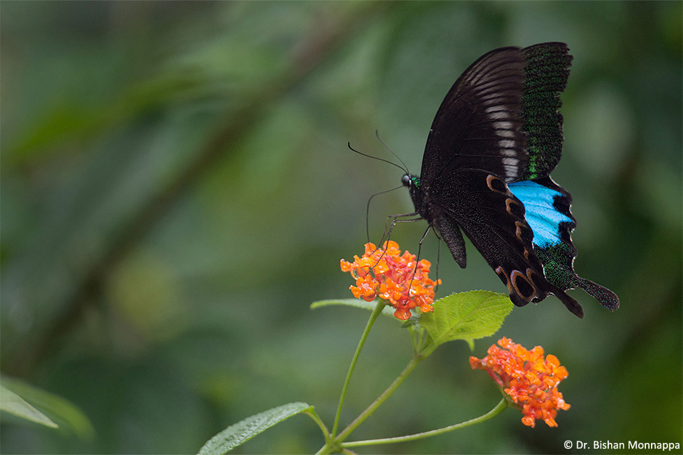 Sahyadri-Butterfly
