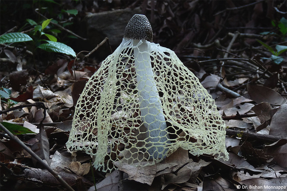 Veiled-Stinkhorn