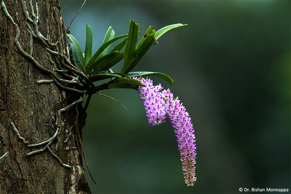 foxtail