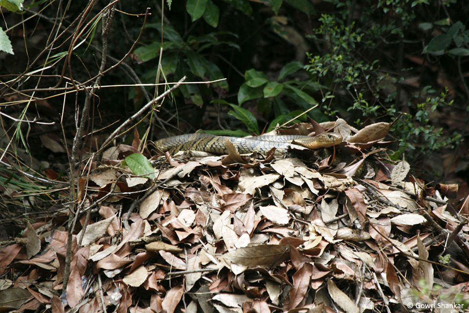 1_female on nest(1)