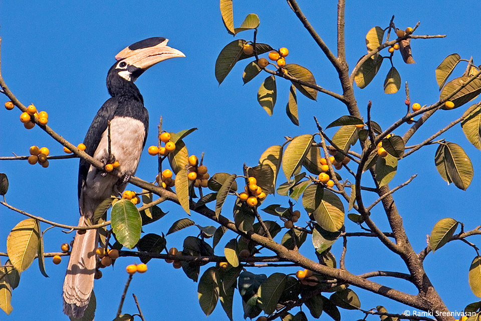 3_Malabar-Pied-Hornbill_Ramki