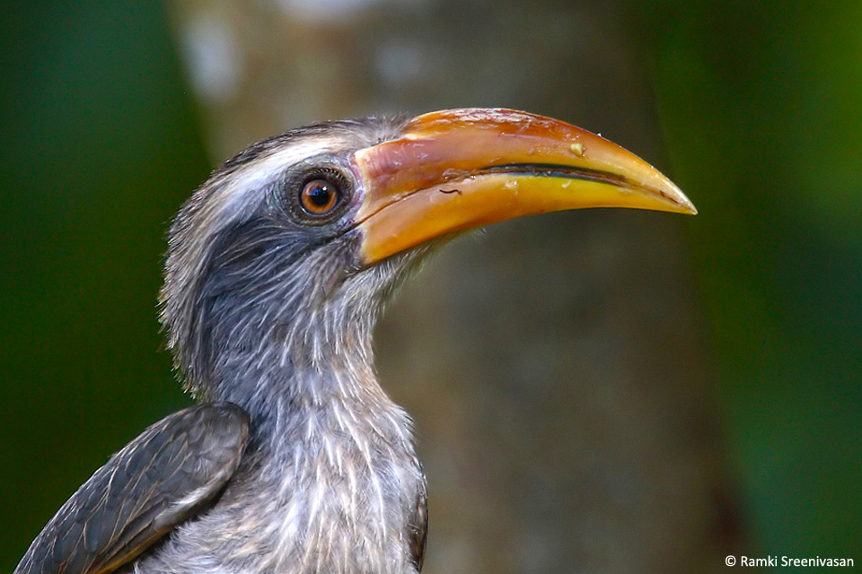 5_Malabar-Grey-Hornbill_Ramki
