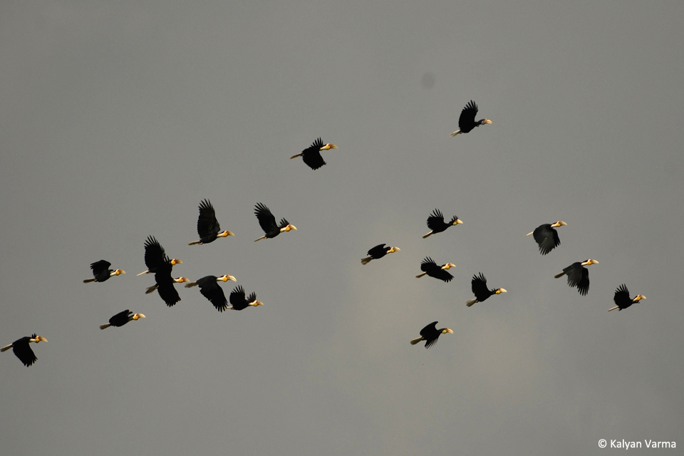 6_WH5 flying Kalyan Varma Namdapha