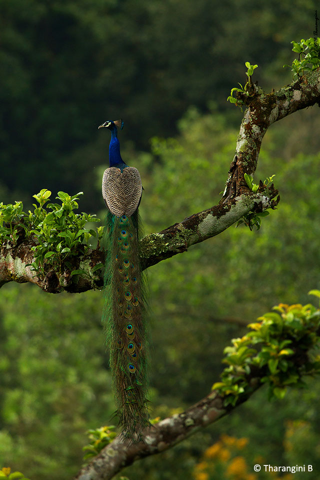 Tapestry on a Canopy
