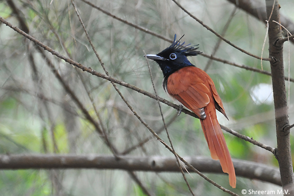 Asian-Paradise-Flycatcher