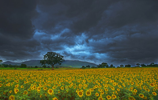 Bandipur-sunflowers