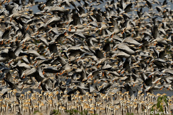 Bar-headed-Geese-magadi-2
