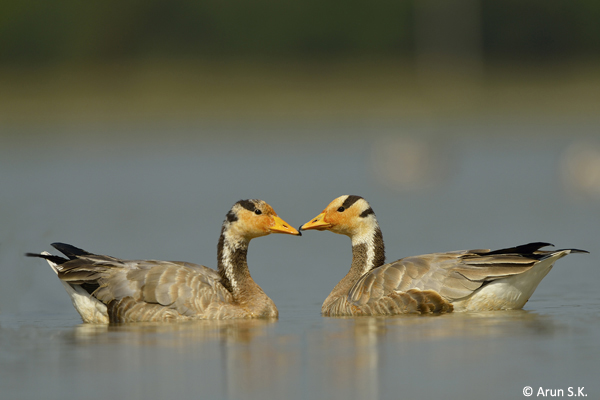 Bar-headed-Geese-magadi-3