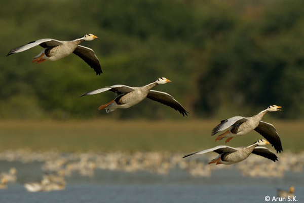Bar-headed-Geese-magadi-4