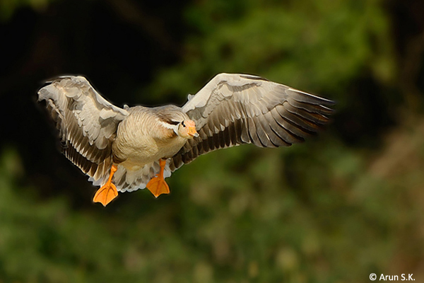 Bar-headed-Geese-magadi-landing