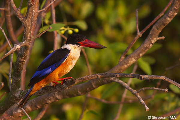 Black-capped-Kingfisher