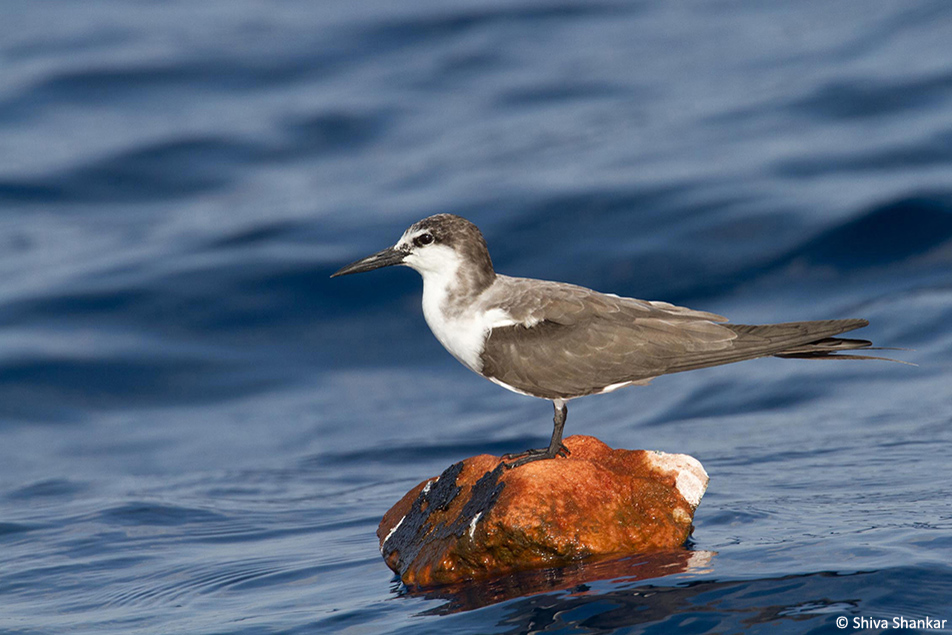 Bridled Tern(3)