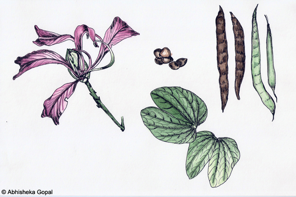 Camel-s-Foot-Tree-Bauhinia-purpurea-Bauhinia-variegata