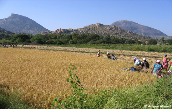Farmlands-adjoining-Madhugiri-state-forest