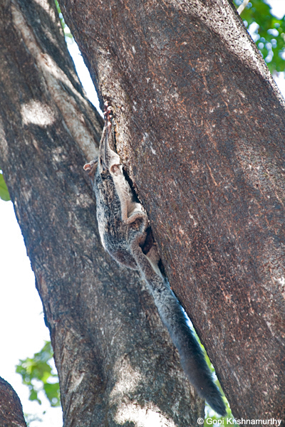 Flying-Squirrels-Petaurista-philippensis-10