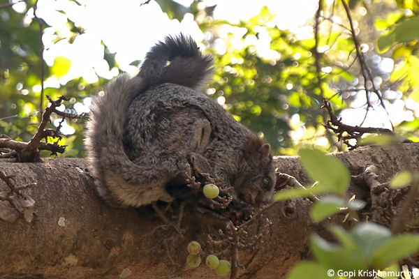 Flying-Squirrels-Petaurista-philippensis-11