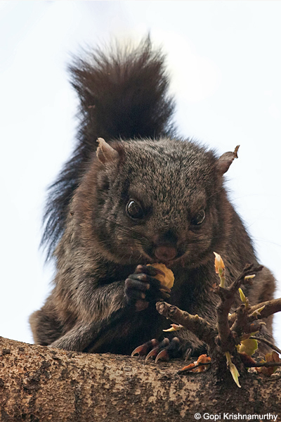 Flying-Squirrels-Petaurista-philippensis-3