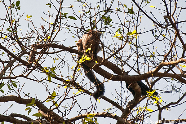 Flying-Squirrels-Petaurista-philippensis-4