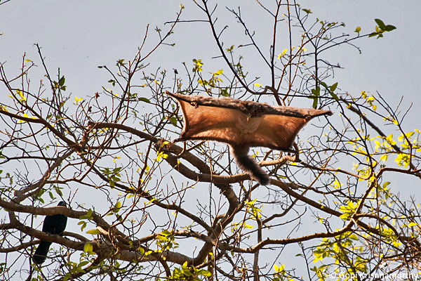 Flying-Squirrels-Petaurista-philippensis-5
