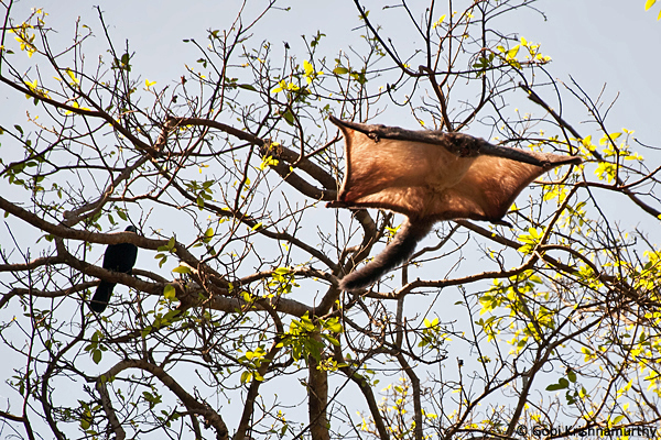 Flying-Squirrels-Petaurista-philippensis-6