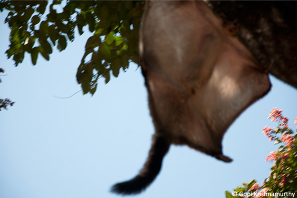 Flying-Squirrels-Petaurista-philippensis-9