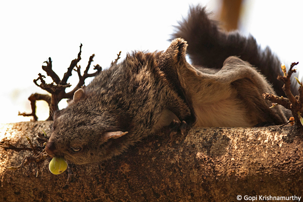 Flying-Squirrels-Petaurista-philippensis
