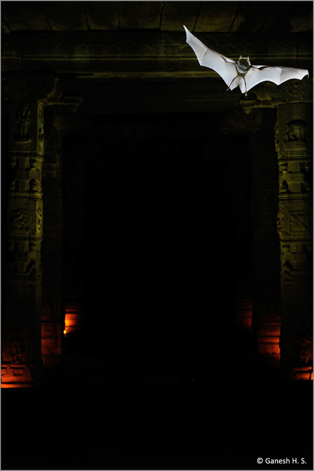 Hampi Bat 640x960(1)