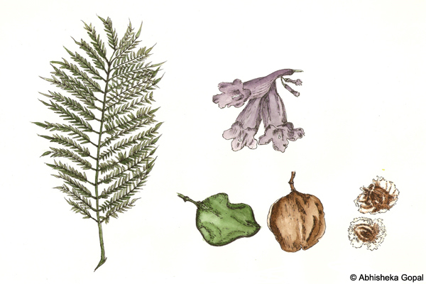 Jacaranda-Jacaranda-mimosifolia