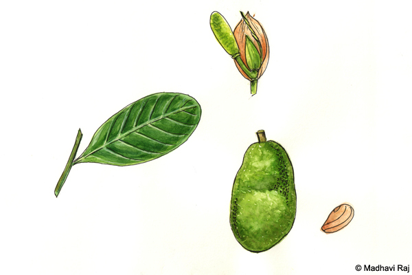 Jackfruit-Artocarpus-heterophyllus