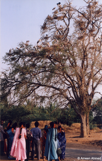 Kaggaladu-heronry