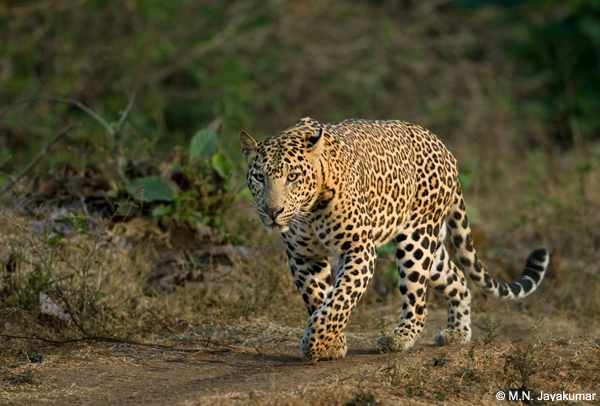 Leopard-Nagarahole-National-Park