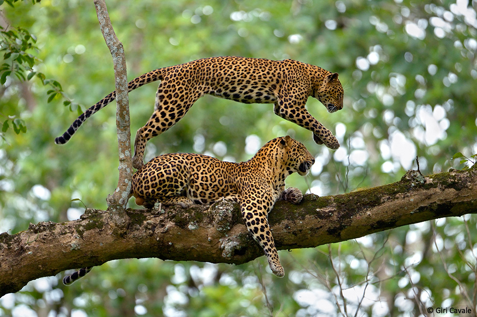 Leopard_Giri