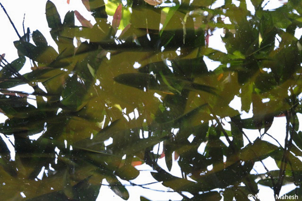Mahseer-are-omnivorous