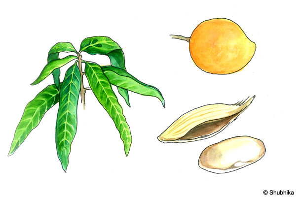 Mango-tree-Mangifera-indica