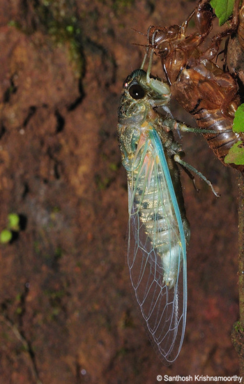 Molting-Cicada-3