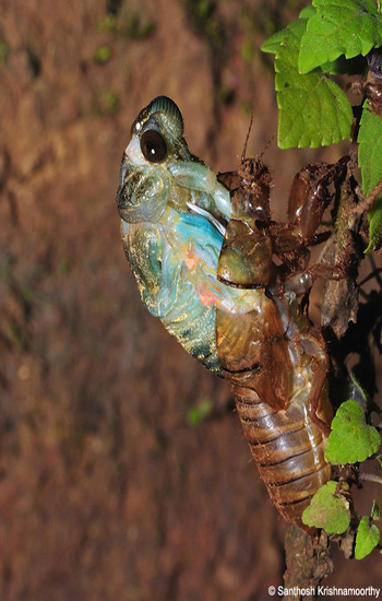 Molting-Cicada