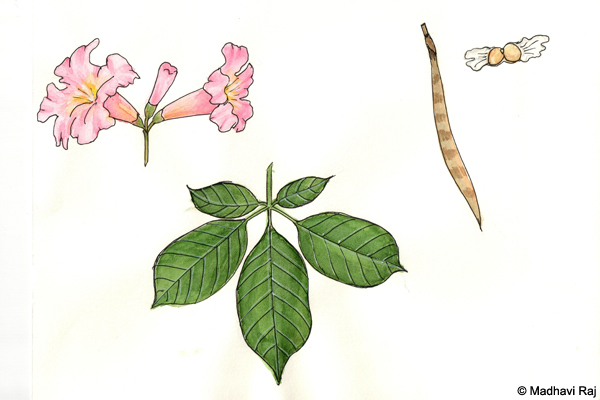 Pink-Trumpet-Tree-Tabebuia-impetiginosa