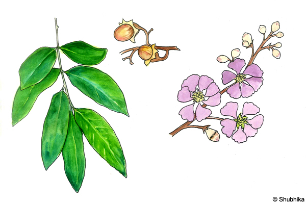 Pride-of-India-Lagerstroemia-speciosa