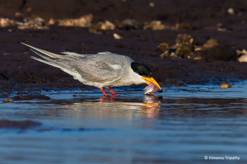 River Tern cleaning a fish