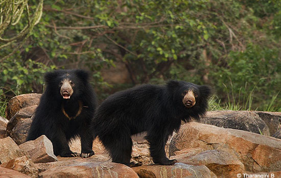 Sloth Bears Daroji