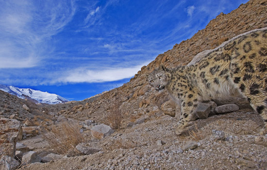 Snow-Leopard-Ladakh-Dhritiman-Mukherjee