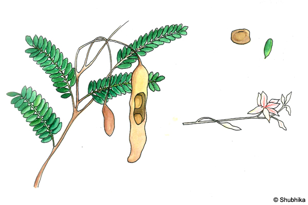 Tamarind-Tree-Tamarindus-indica