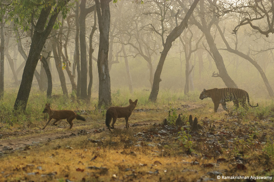 Tiger_&_Dhole-1