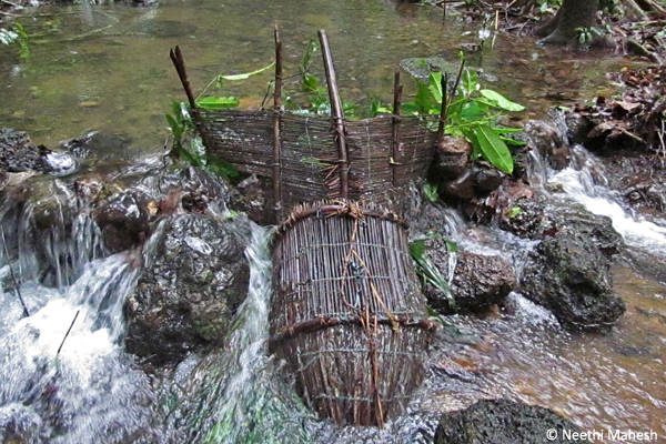 Traditional-form-of-fishing-with-basket-traps