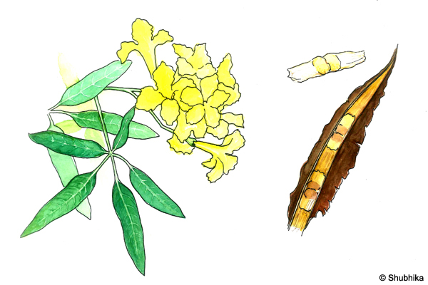 Tree-of-Gold-Tabebuia-argentea