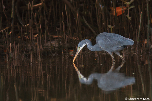 Western-Reef-Egret